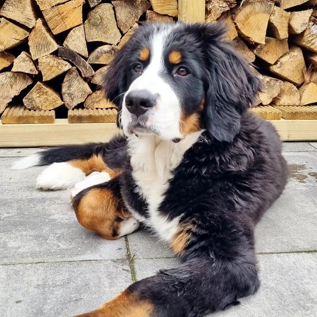 Milou the Bernese Mountaindog